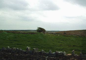 Tree in County Clare.