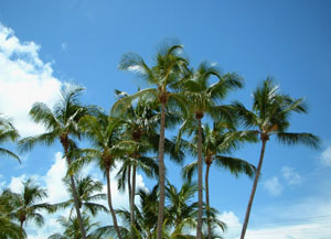 Palm trees in the Keys