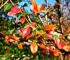 Colorful leaves on a branch