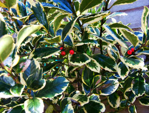 Berries on a tree
